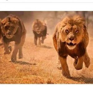 Meet your Posher, Henry